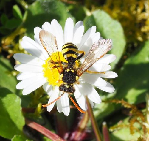 Nomada succincta